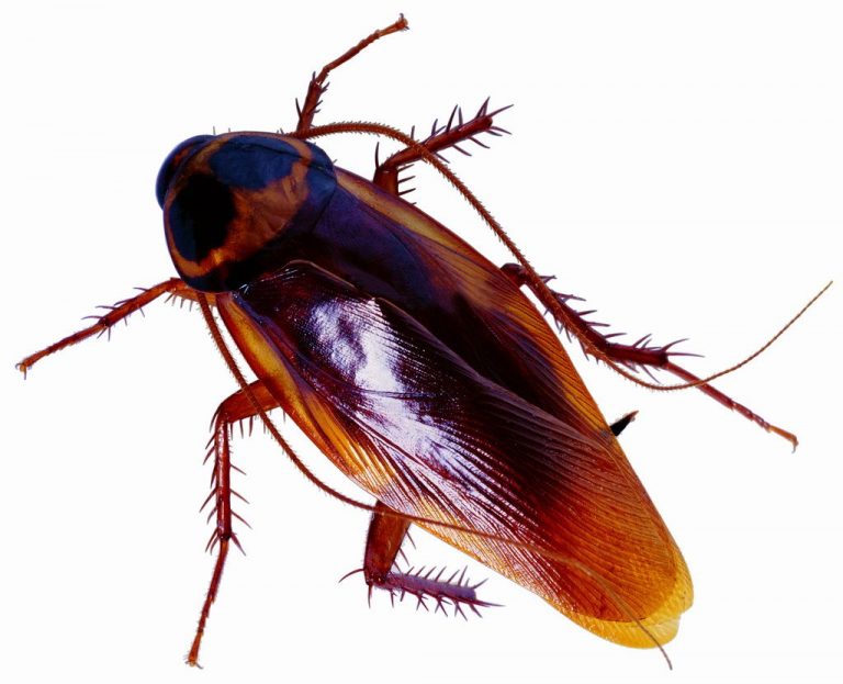 CUCARACHA-768x623