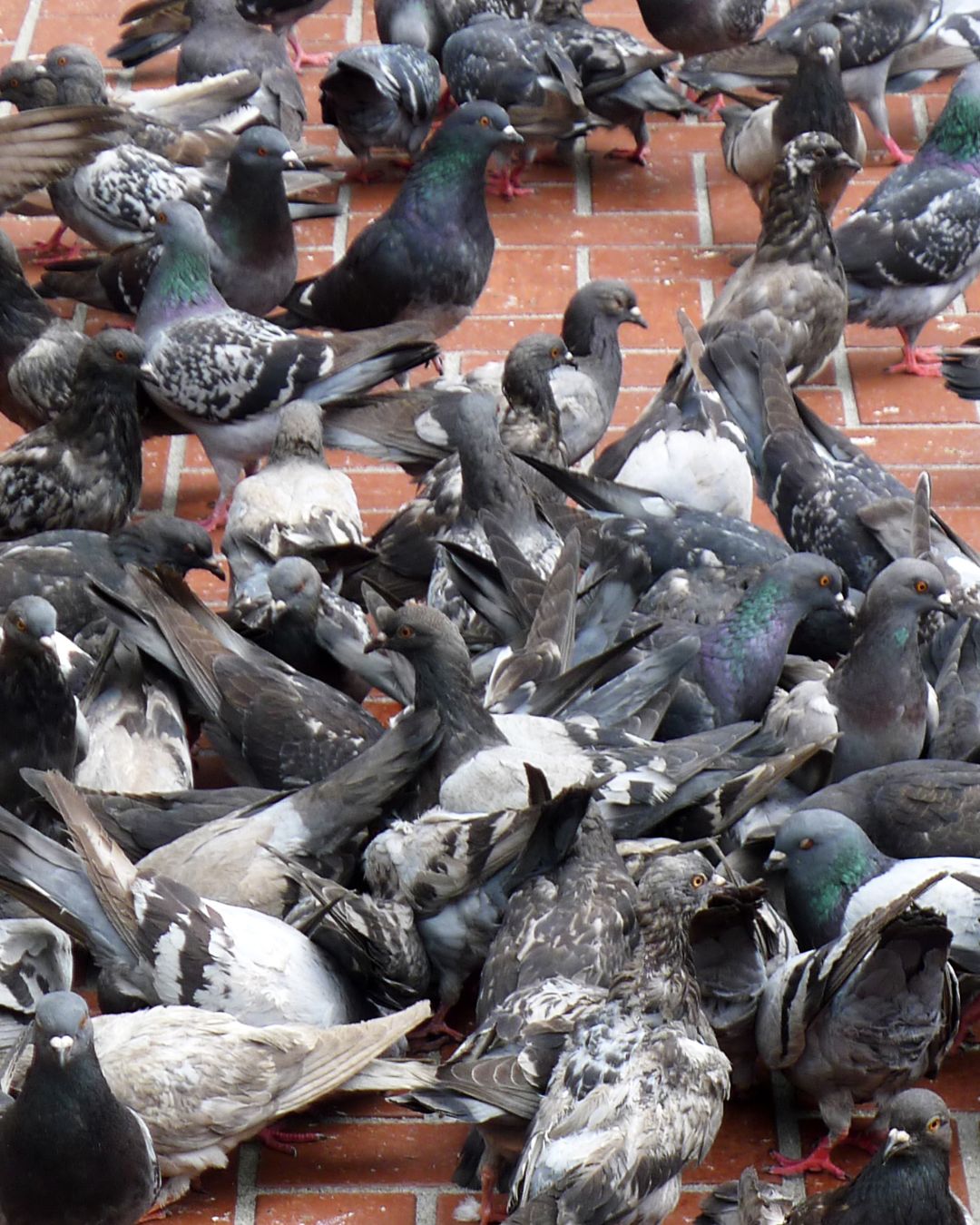 plagas palomas